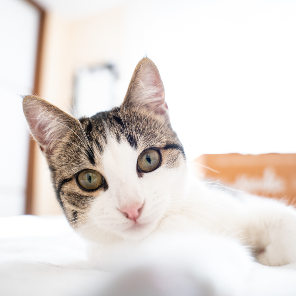 &iquest;C&oacute;mo empezar con gatos?