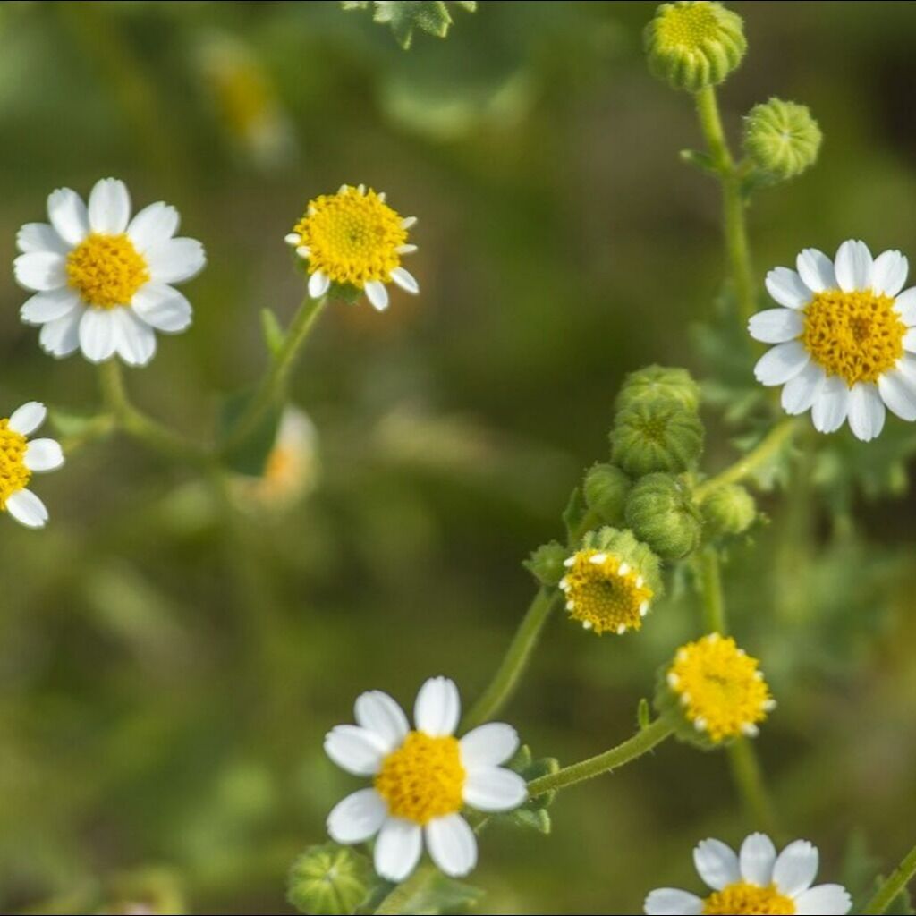 KESQ Interview - Possible 2023 Super Bloom Jan 2023