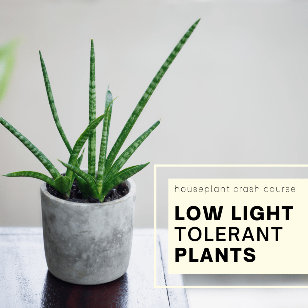 Low Light Tolerant Houseplants