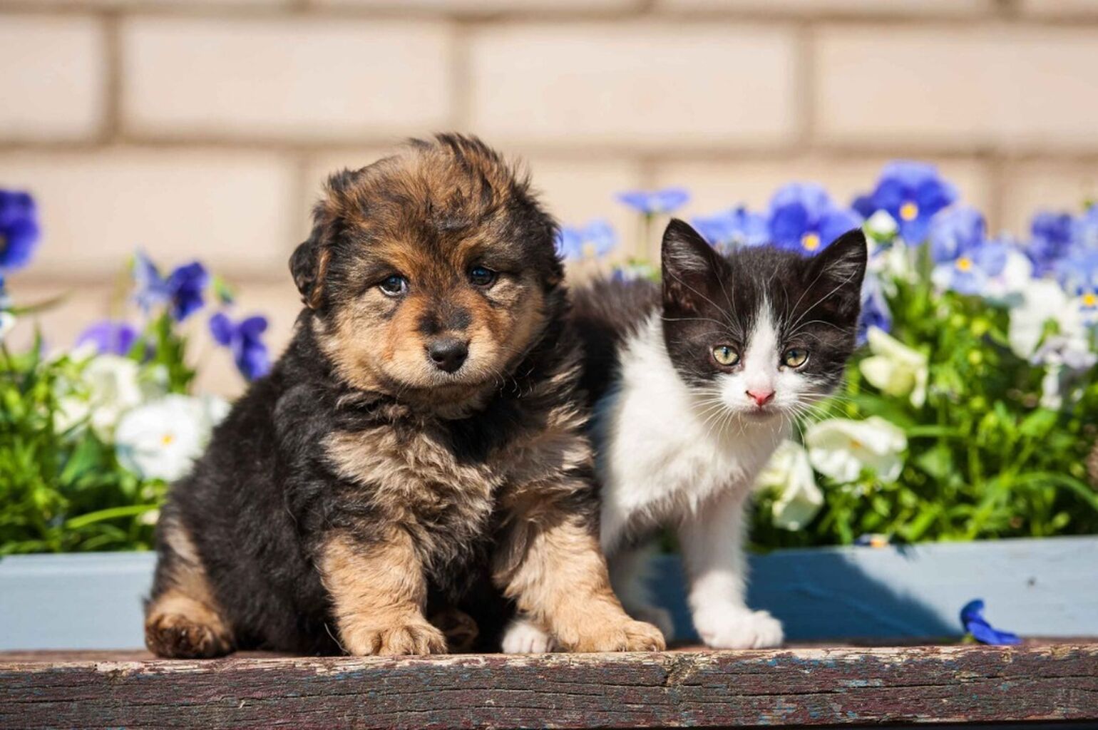 Spay & Neuter