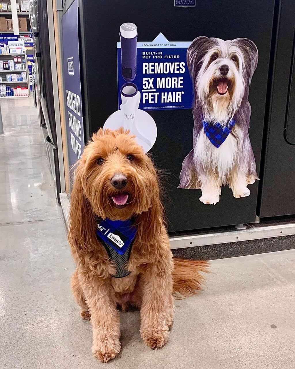 Conquer Pet Hair With Maytag
