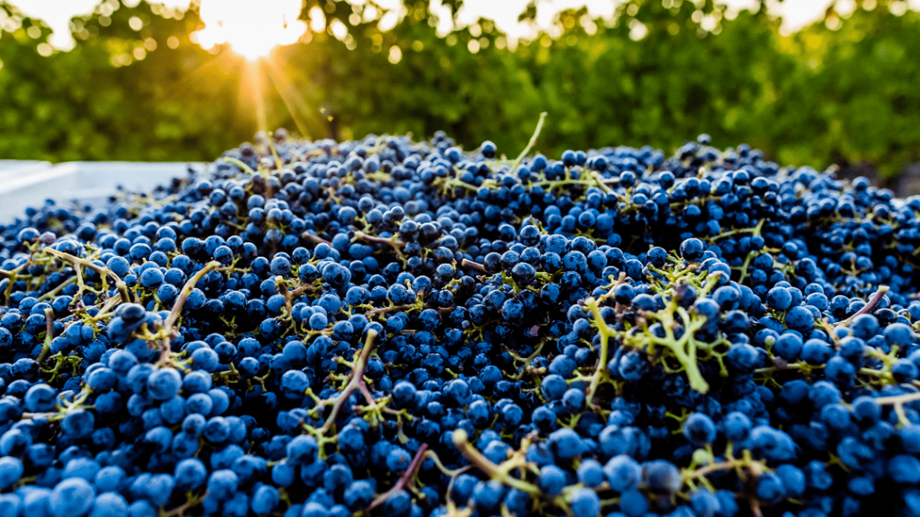 Revisiting the 2018 Napa Valley Vintage