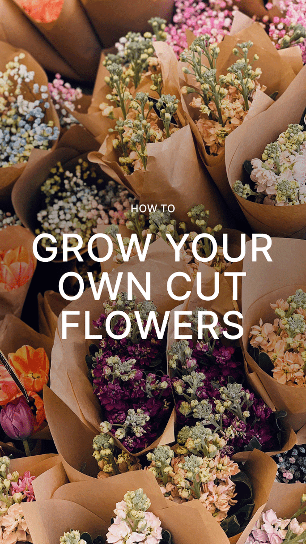 Grow your own Cut Flowers