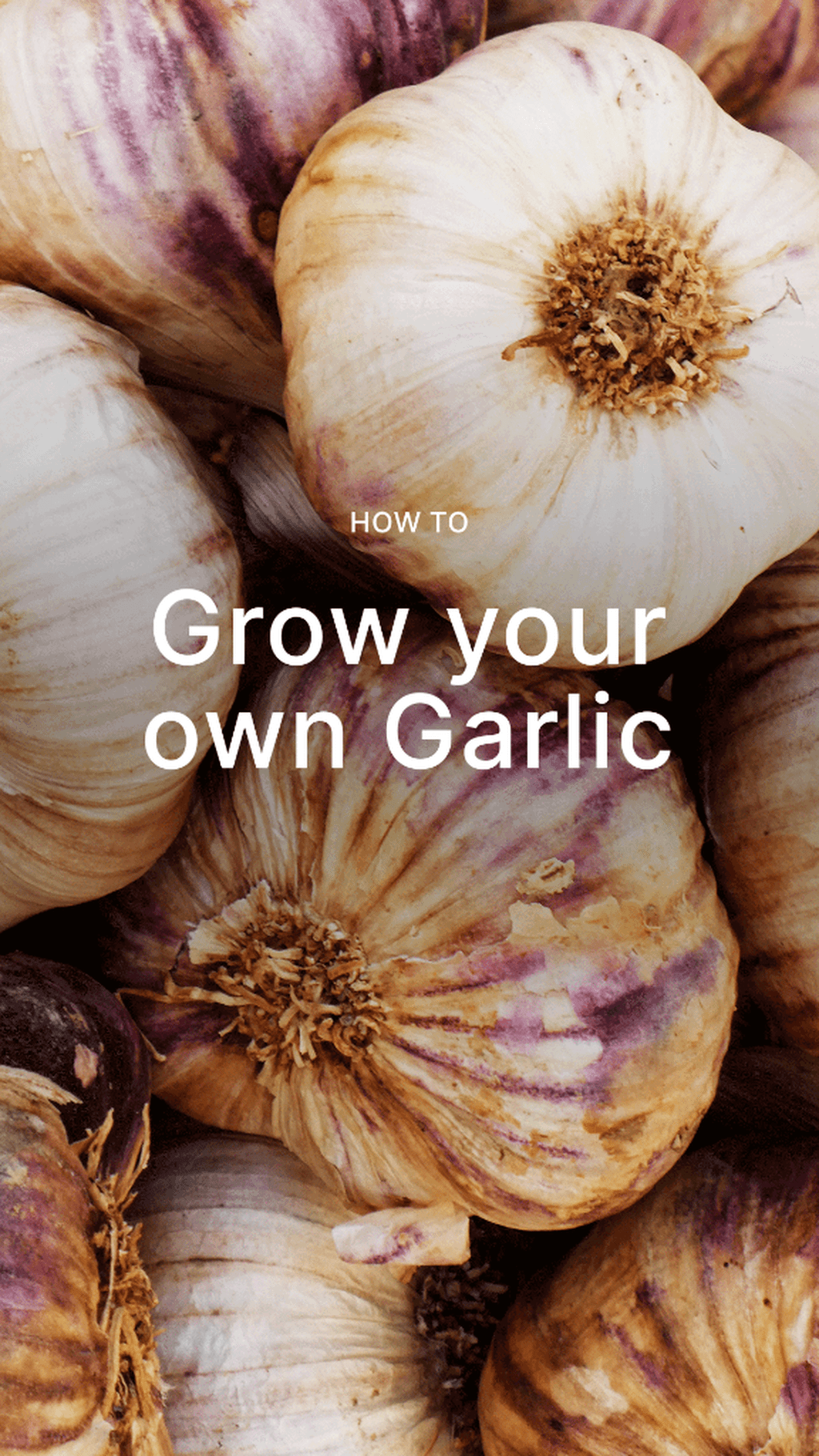How to Grow your own Garlic