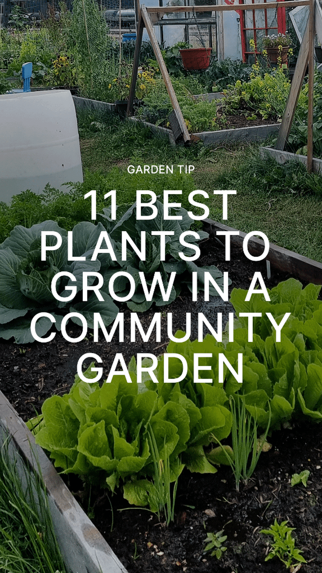 Top Plants to Grow in a Community Garden