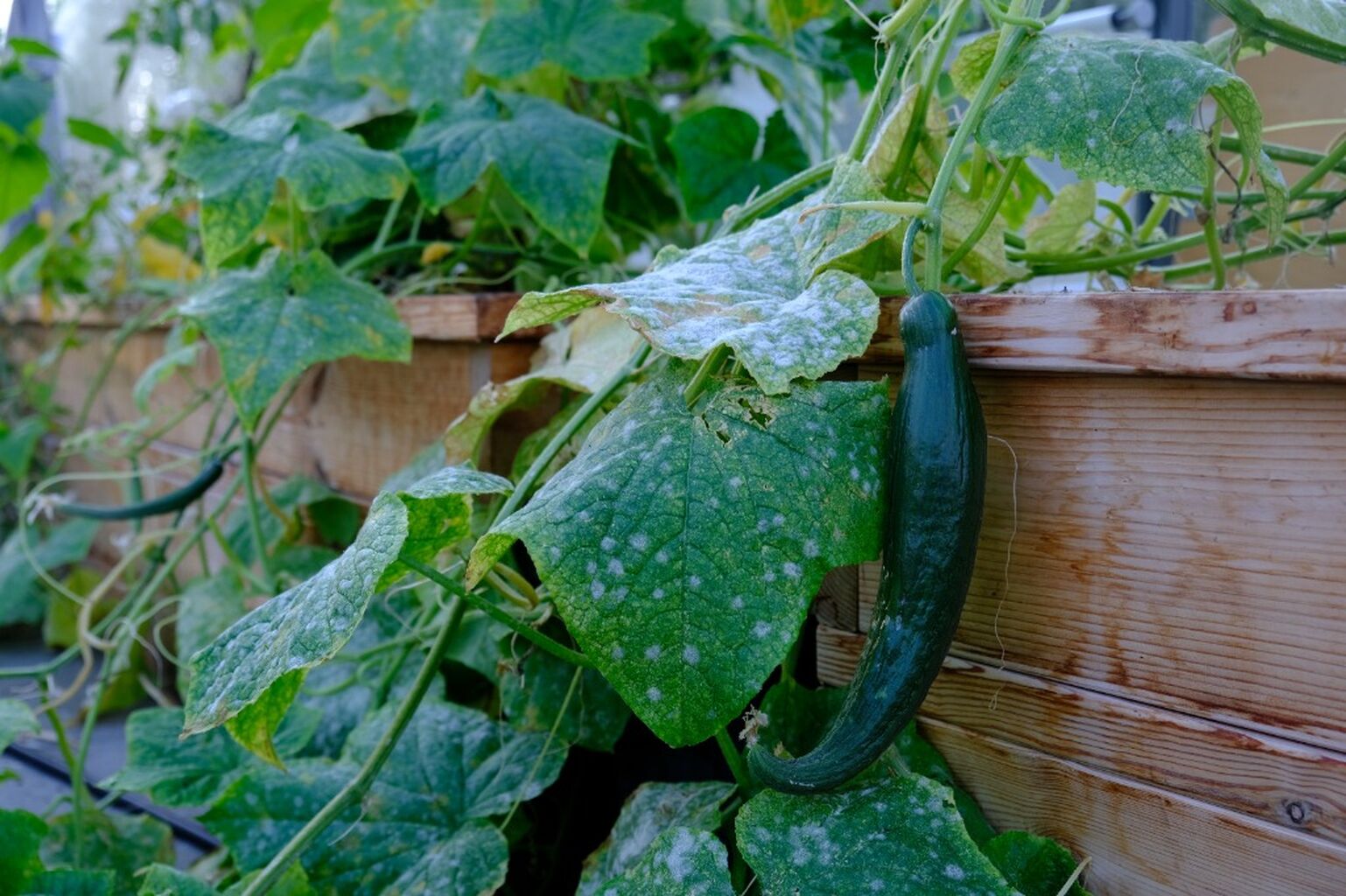 Smart Cucumber Platning Hack