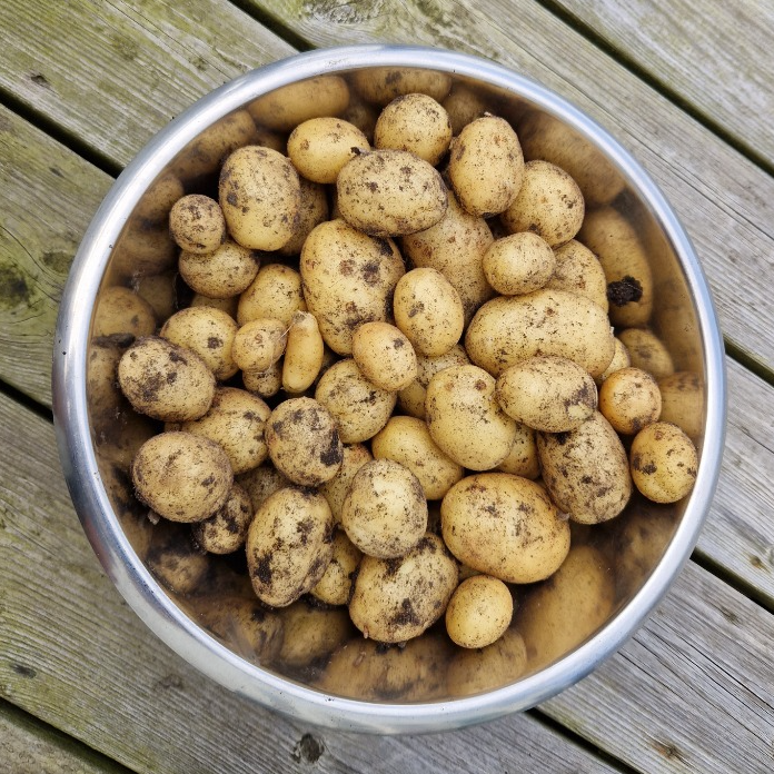 How to Harvest Potatoes successfully