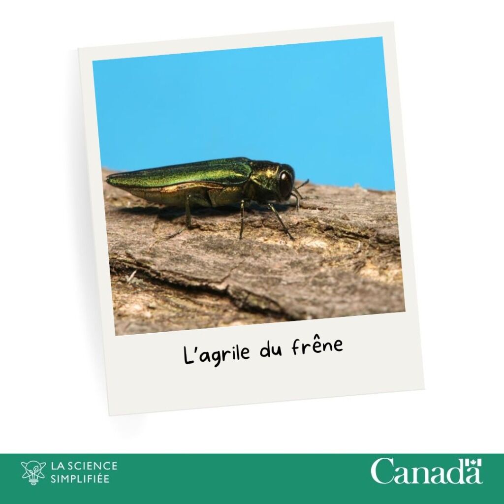 Foresterie et insectes