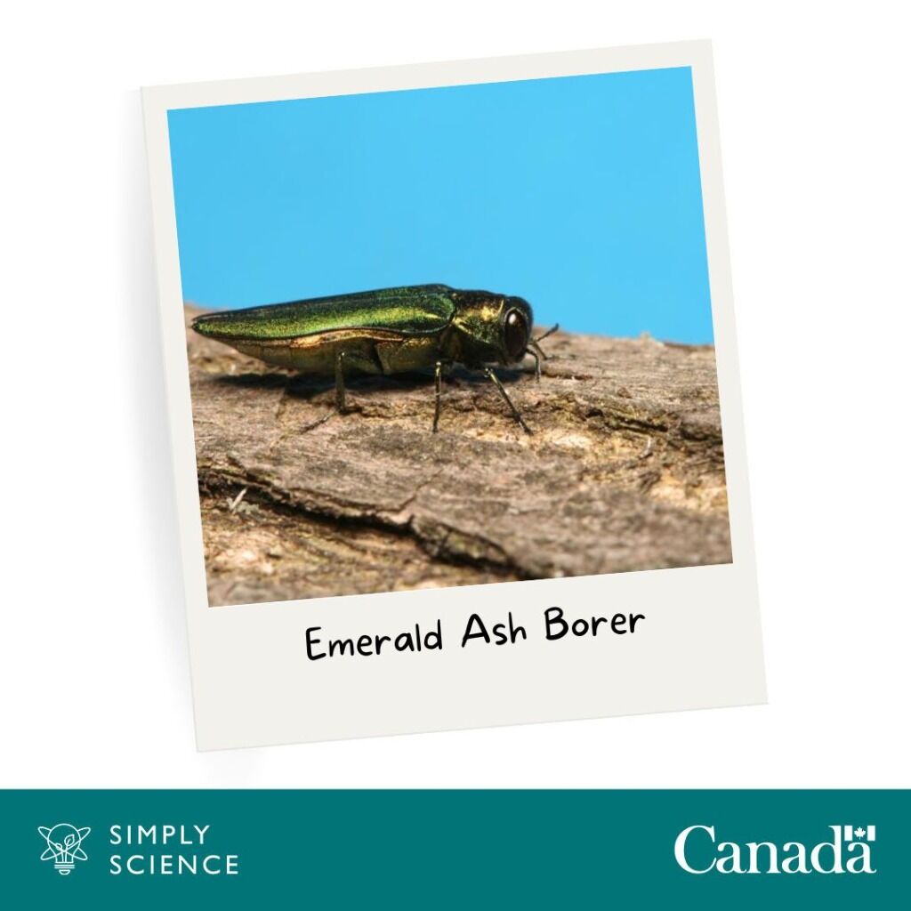 Forestry and insects