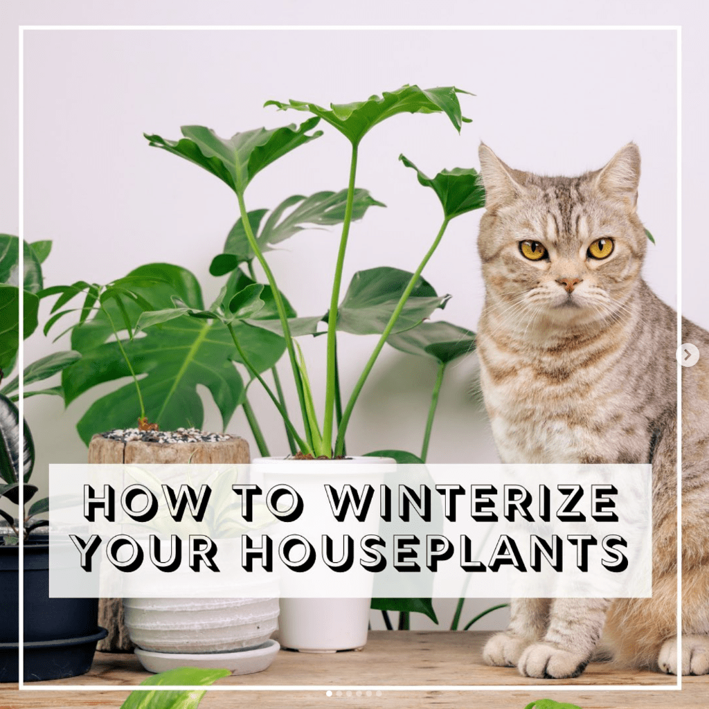 Prepare plants for winter