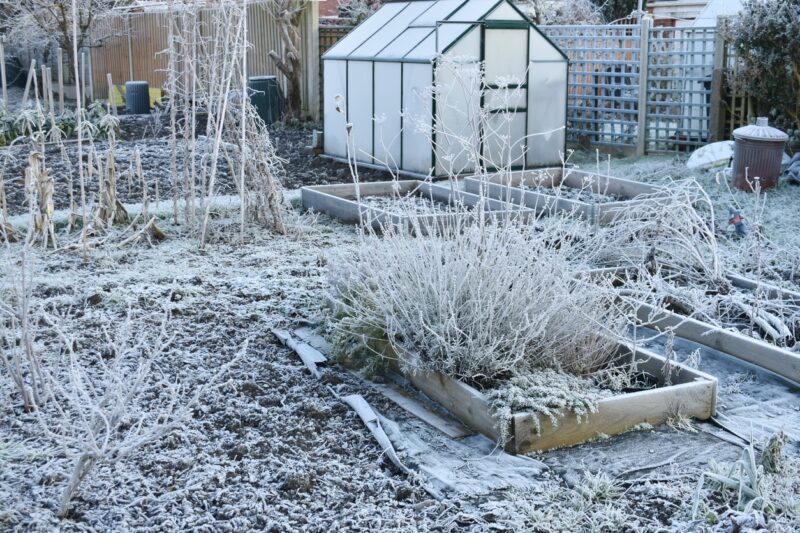 Save your plants from sudden frost