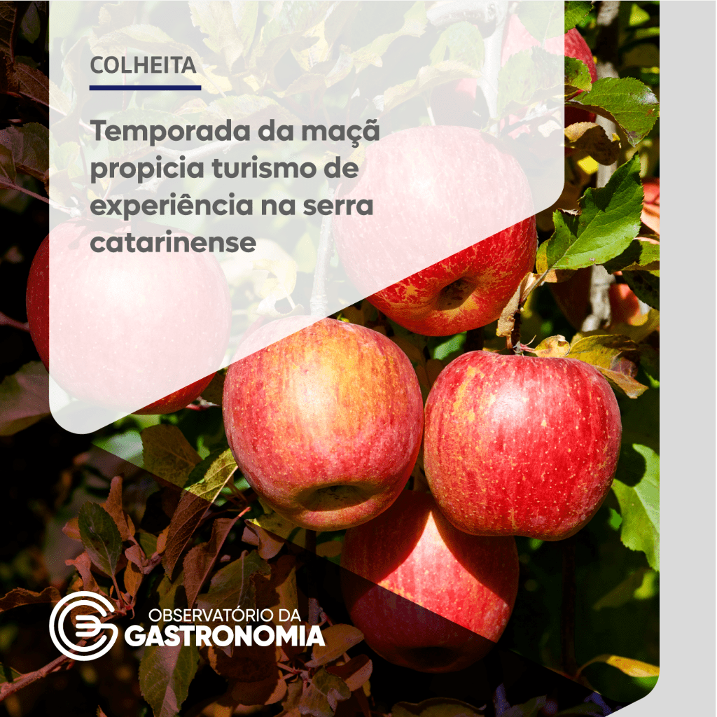 Temporada da ma&ccedil;&atilde; propicia turismo de experi&ecirc;ncia na serra catarinense