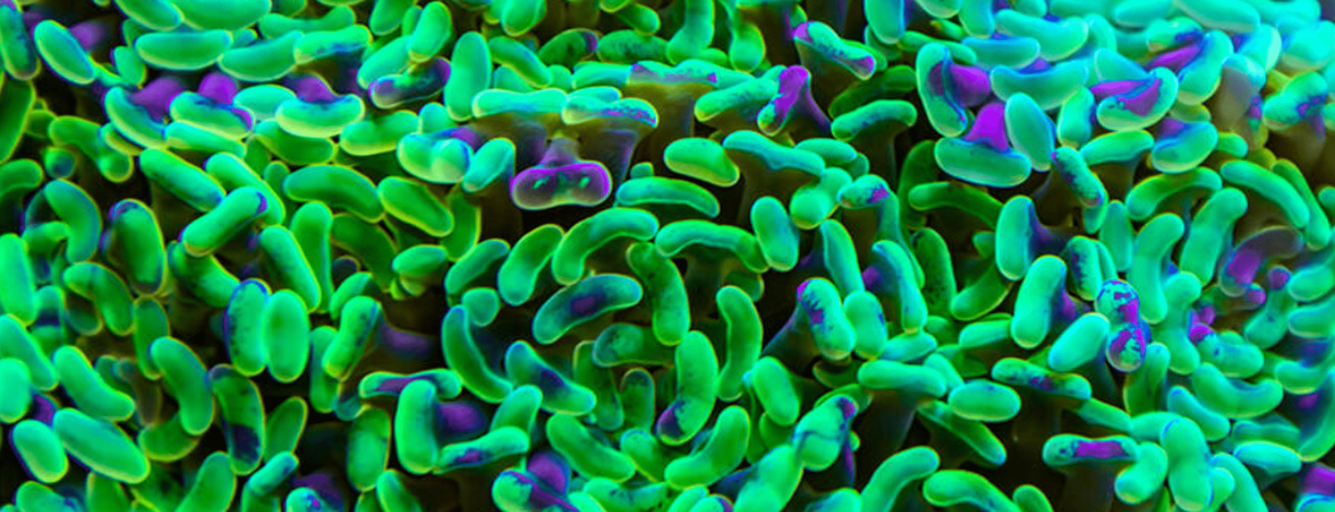 Your microbiome: what it is and how to care for it