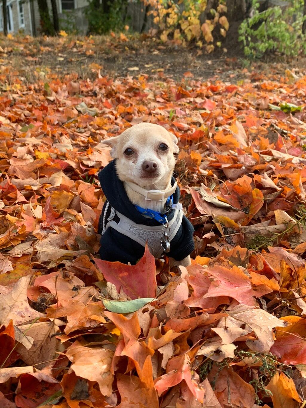 Harness Para T&uacute; Perrito Beb&eacute; 🐕&zwj;🦺