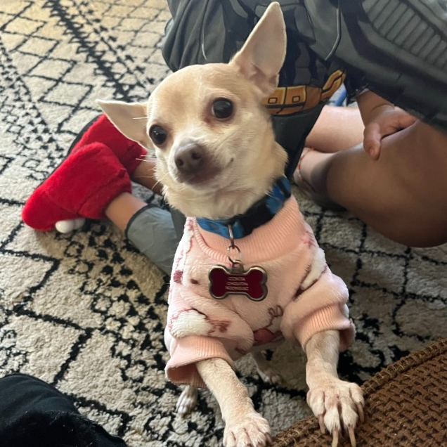 Identificaci&oacute;n Personalizada Para Tu Perrito 🐶 