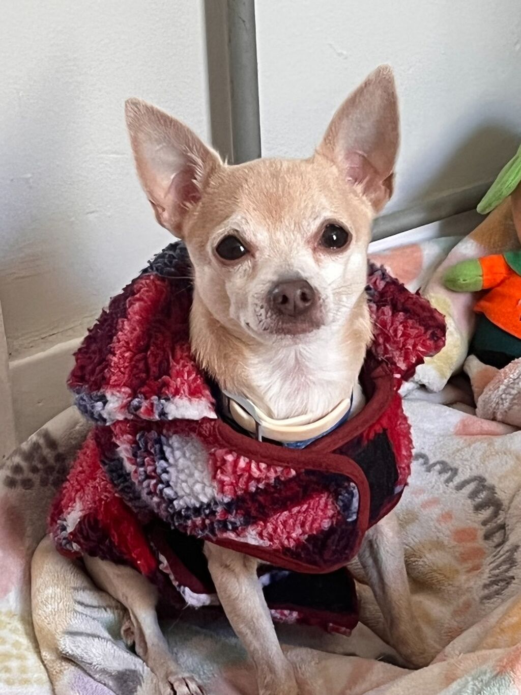 Coxita's 5 Step Chihuahua Care Guide 🩺