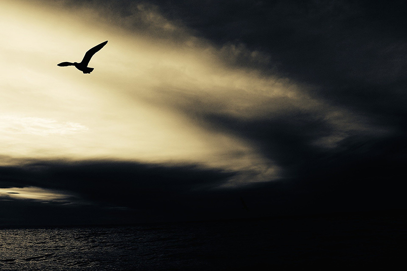 The Blues Is Just A Passing Bird