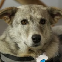 How accurate are dog DNA tests? We unleash the truth