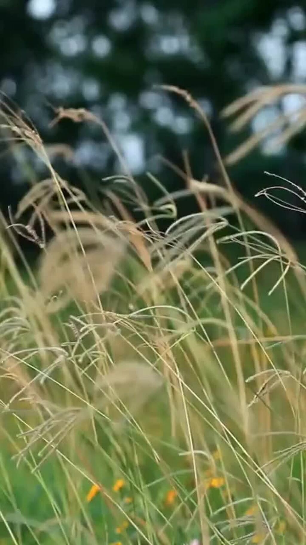 Guided Meditation: Working with Anxiety