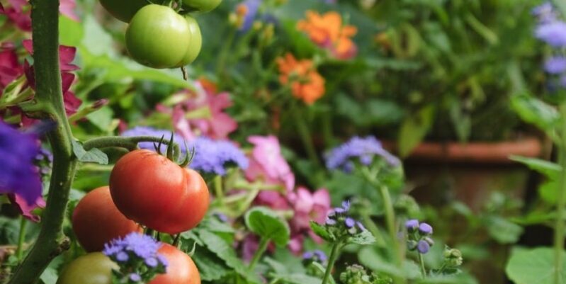 Get ready to bloom &ndash; Preparing the garden for spring - Gardenize
