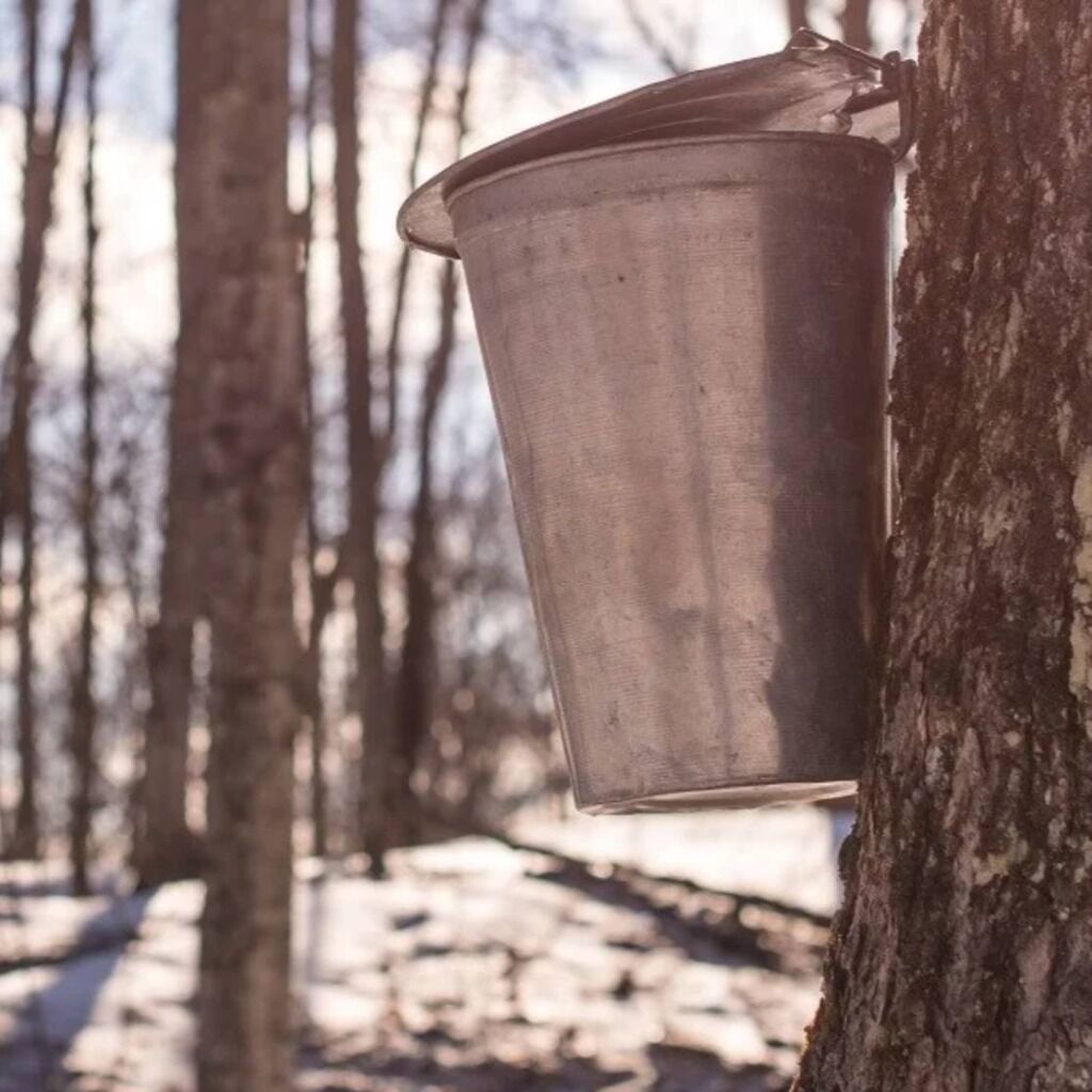 MAPLE SYRUP SEASON IN ONTARIO: A GUIDE TO THE BEST EVENTS, FESTIVALS AND ACTIVITIES