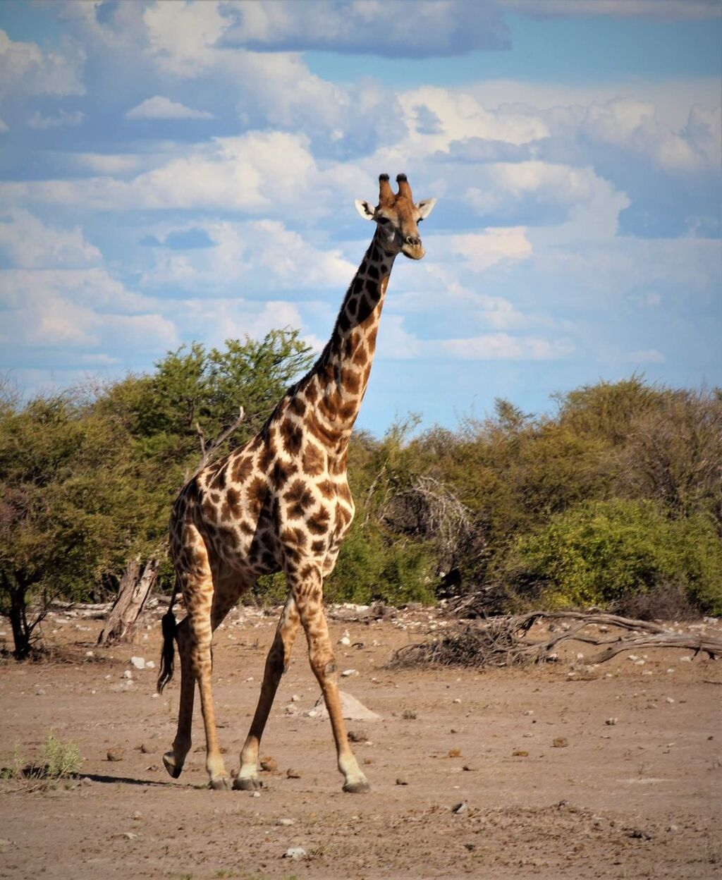 Etosha Nationalpark, Namibia