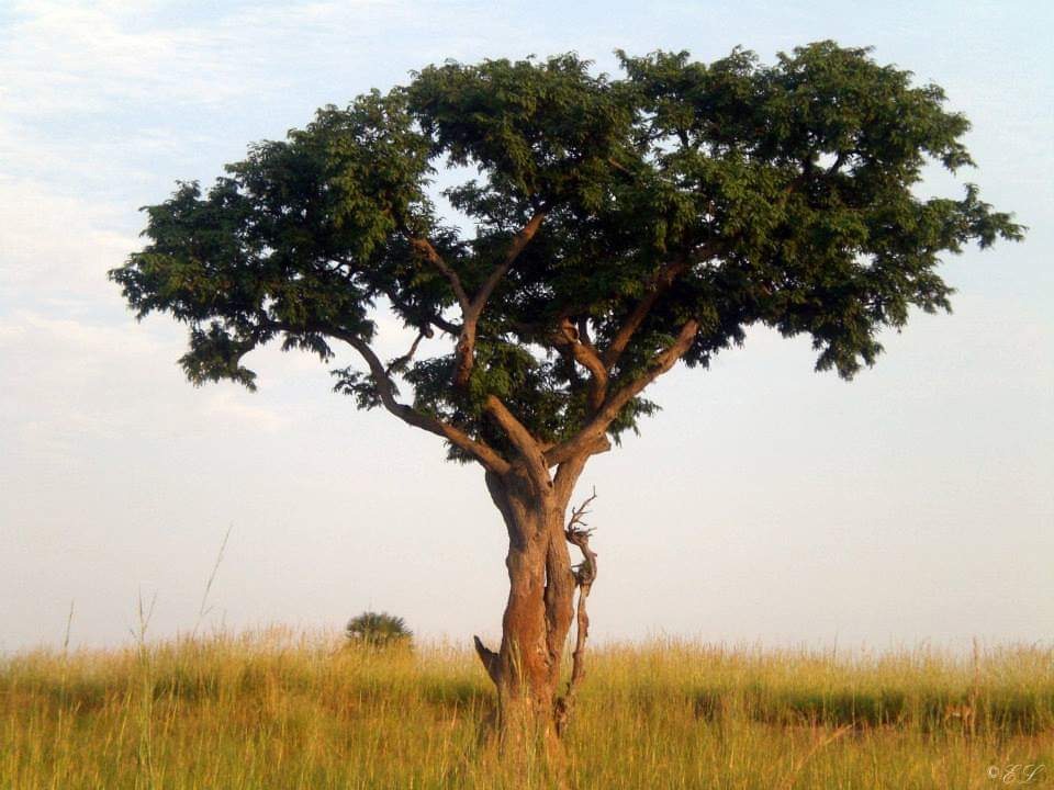 Murchison Falls Park, Uganda