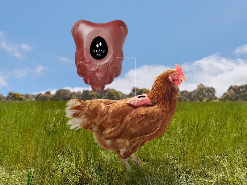Honest Eggs Co. is putting fitness trackers on its free-range chickens and printing their steps on its eggs