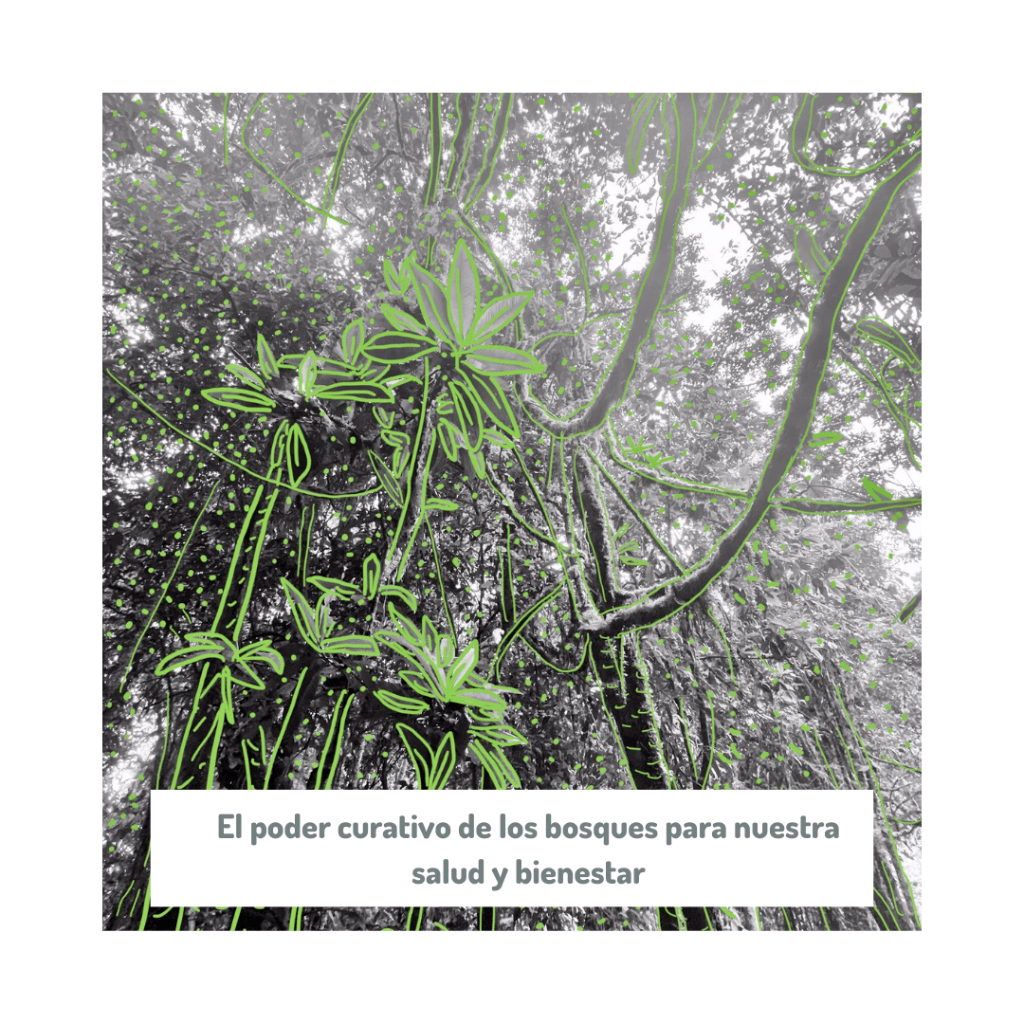 The healing power of forests for our health and wellbeing