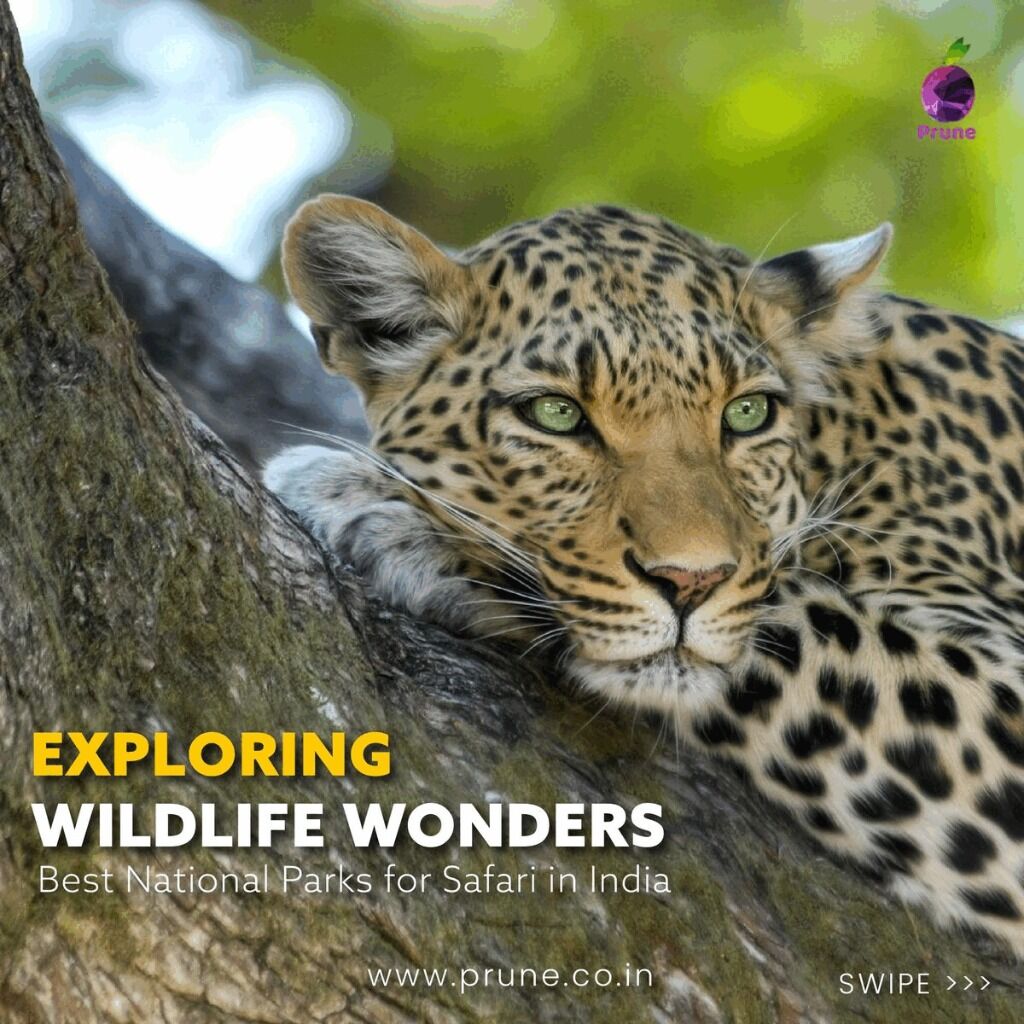 Exploring Wildlife Wonders