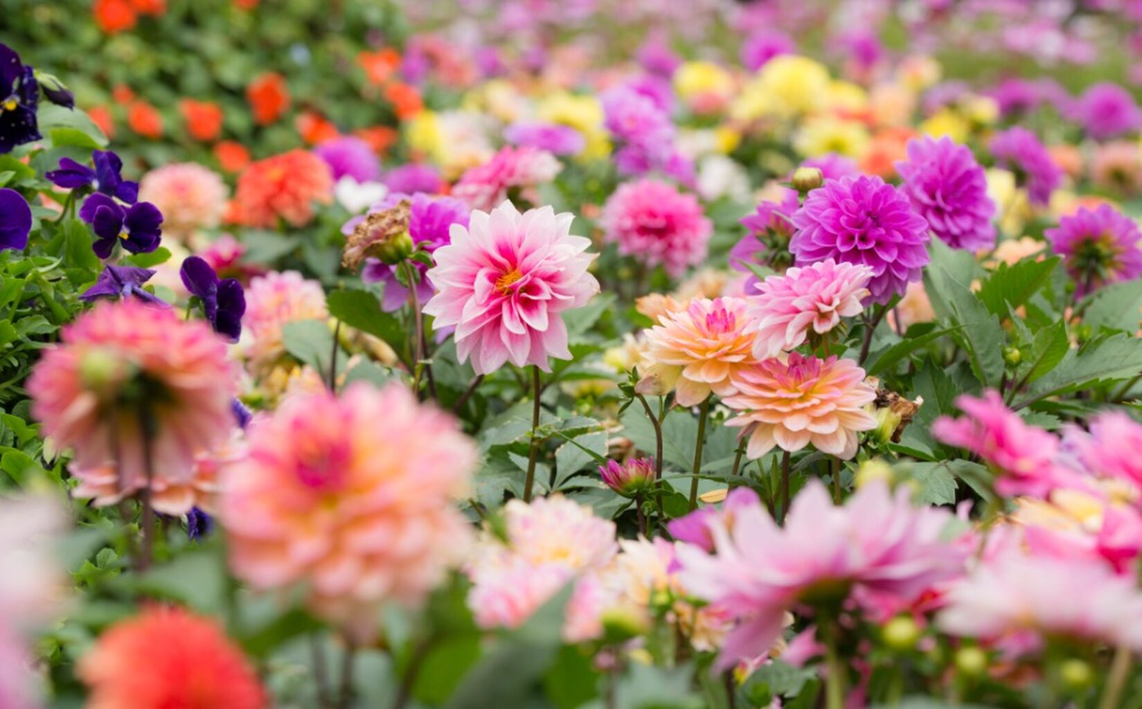 Discovering Dahlias