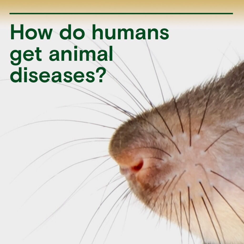 Animal-to-human transmission: How diseases like mpox make people sick