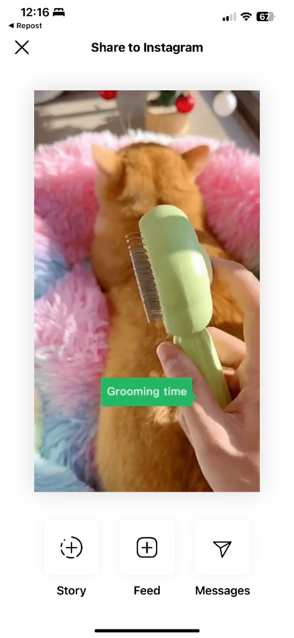 Pet brush 