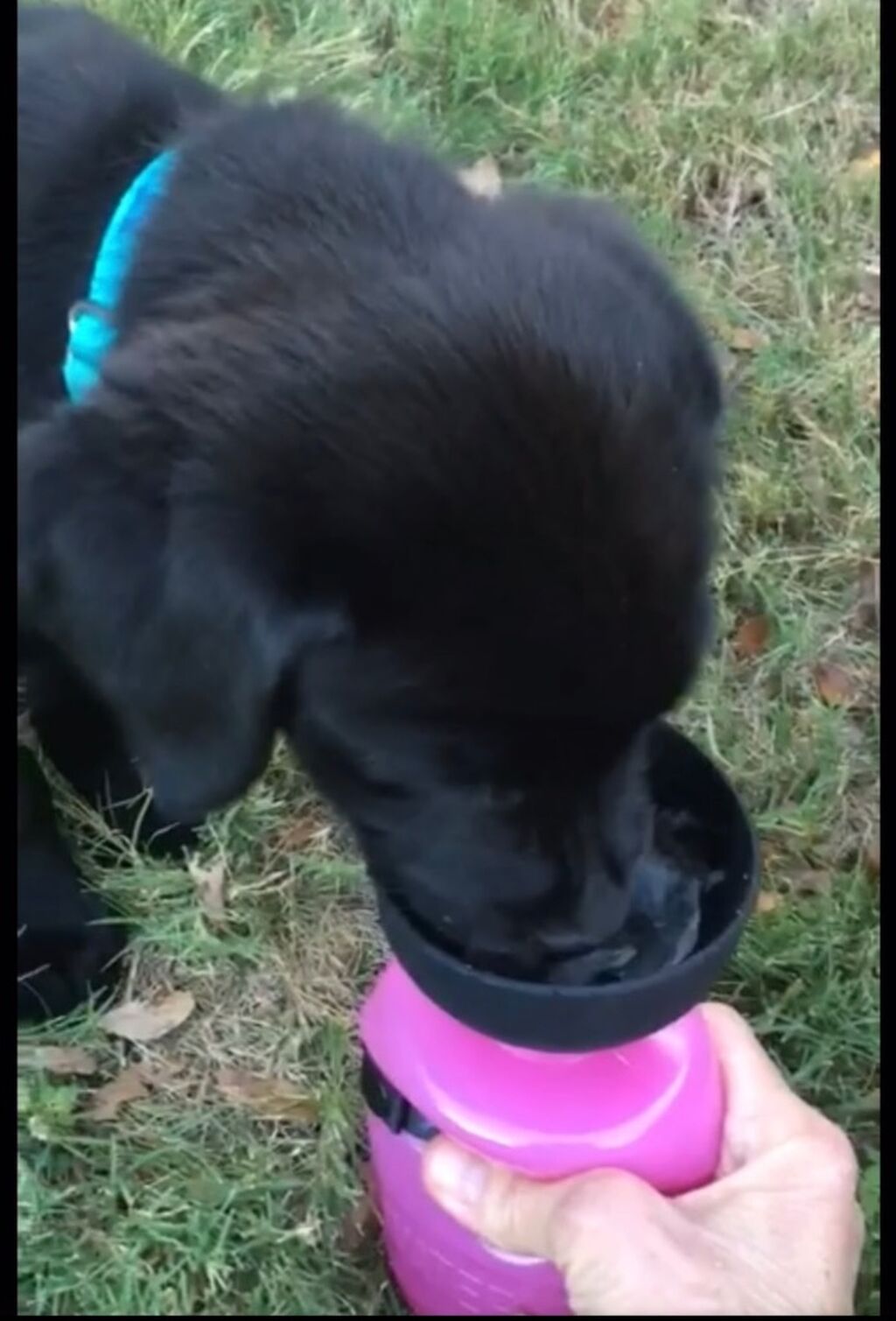 Pet outdoor Bottle water 