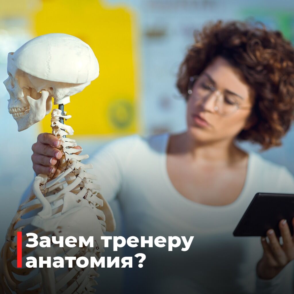 Анатомия