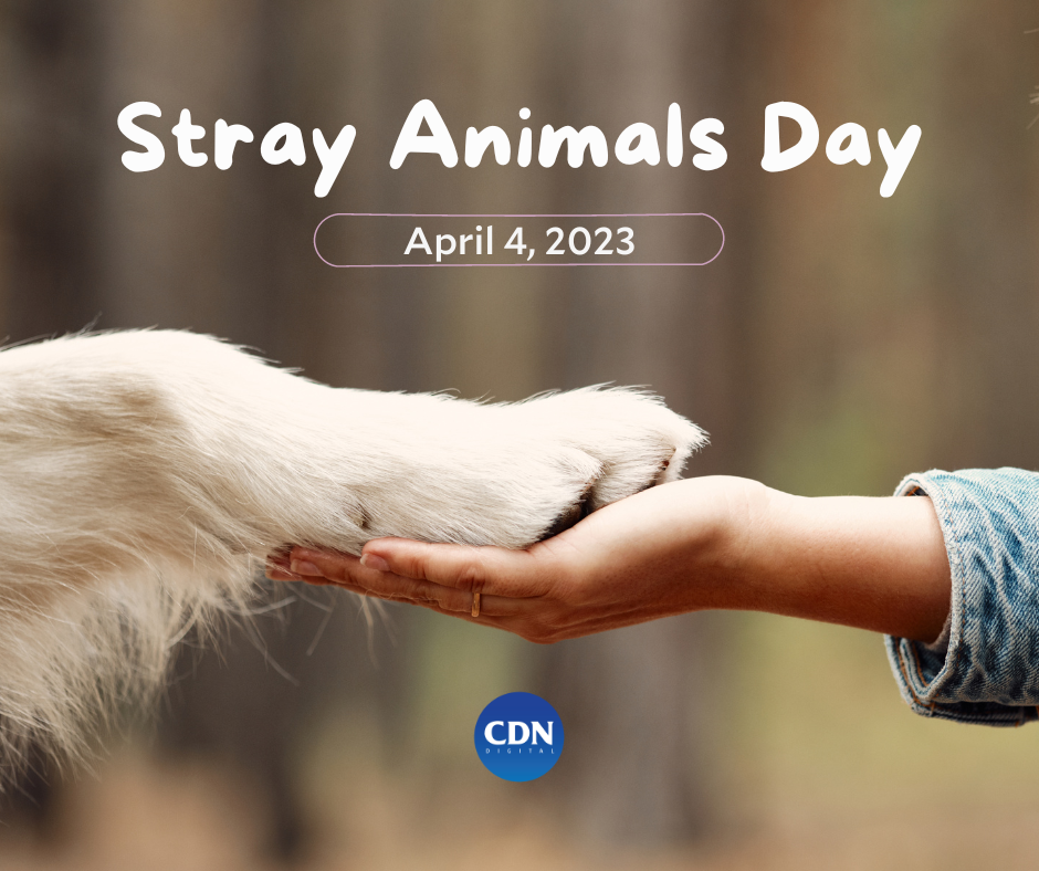 Tatay saving stray animals in Cebu