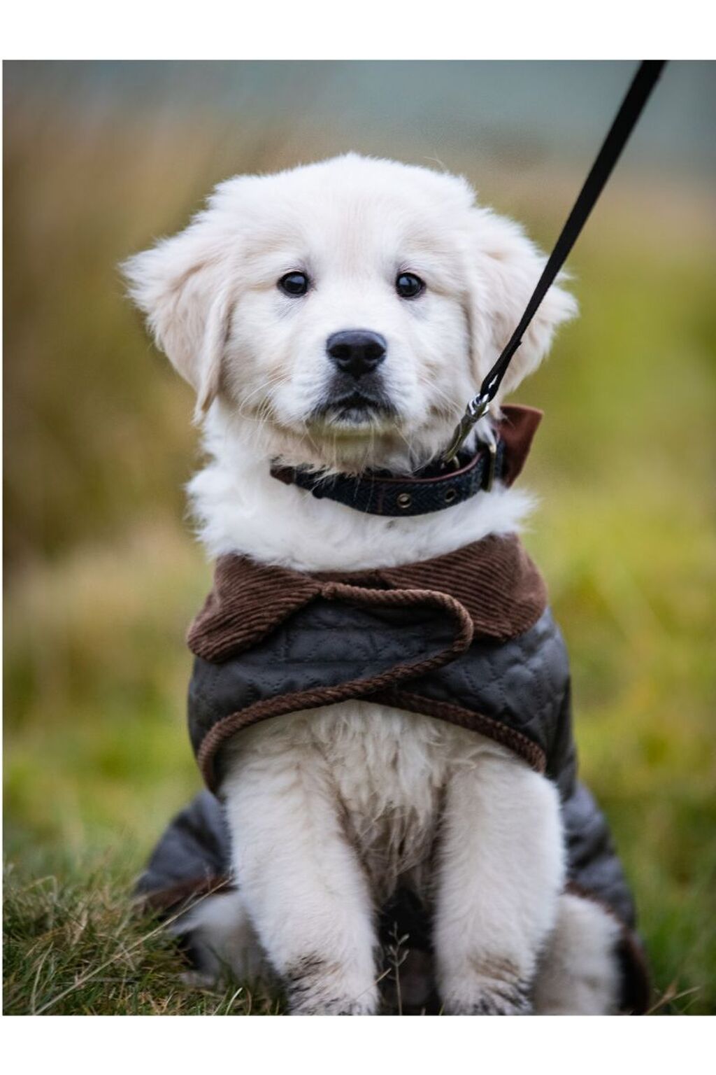 5 Things to Know for National Pet ID Week - Keep Your Pet Safe