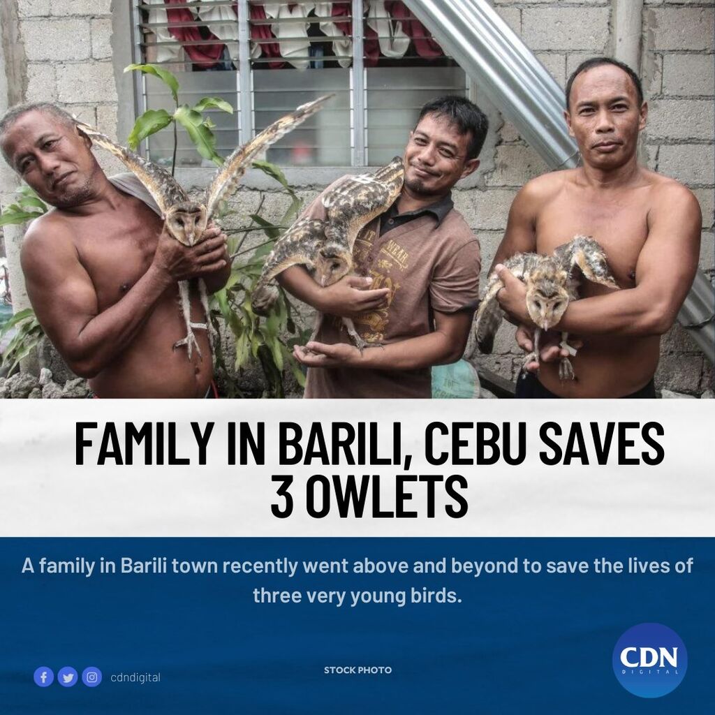 Owlets in Barili, Cebu