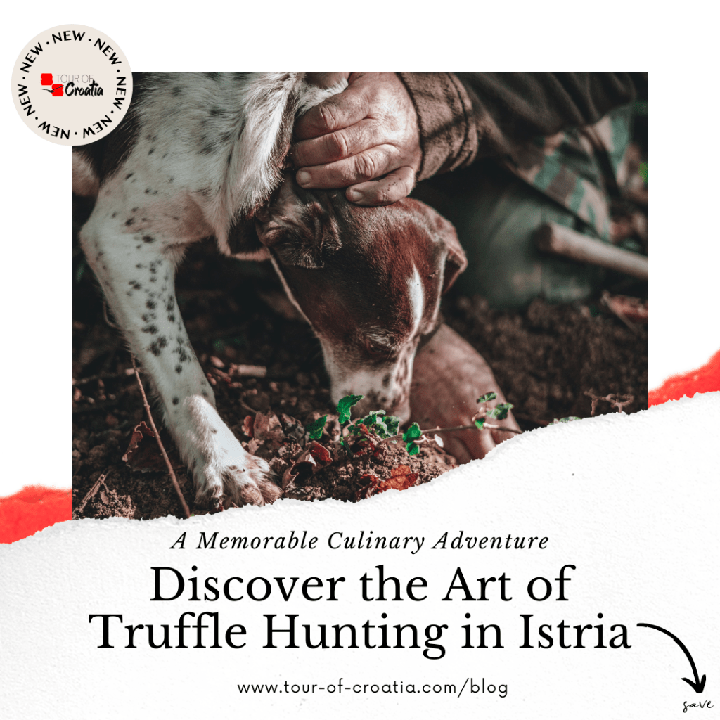 Truffle Hunting in Istria