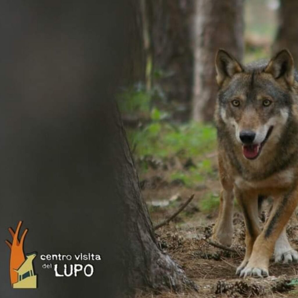 🐺 Centro Vistia del Lupo 🦉 