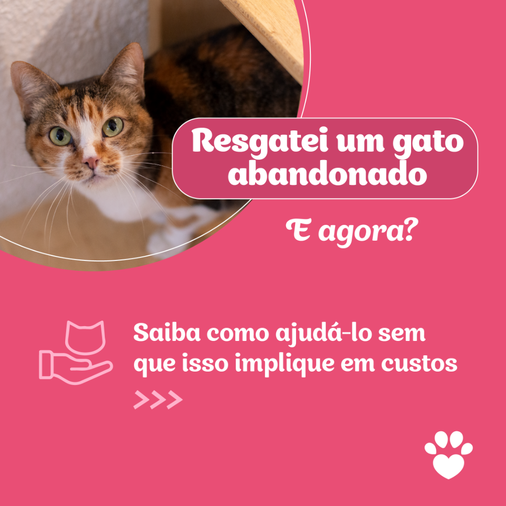Resgatei um gato, e agora?
