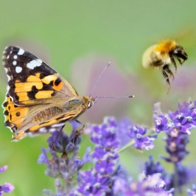 How to create a pollinator-friendly garden