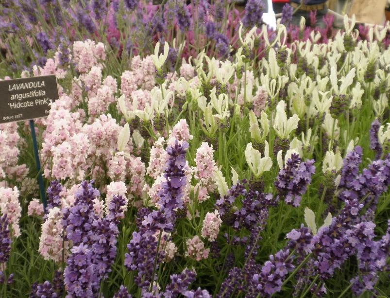 The Chelsea Flower Show