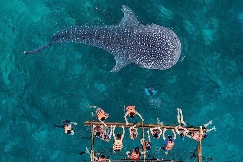 Oslob Whale Shark