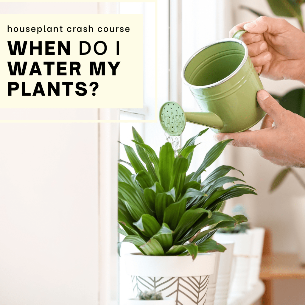 Watering Plants