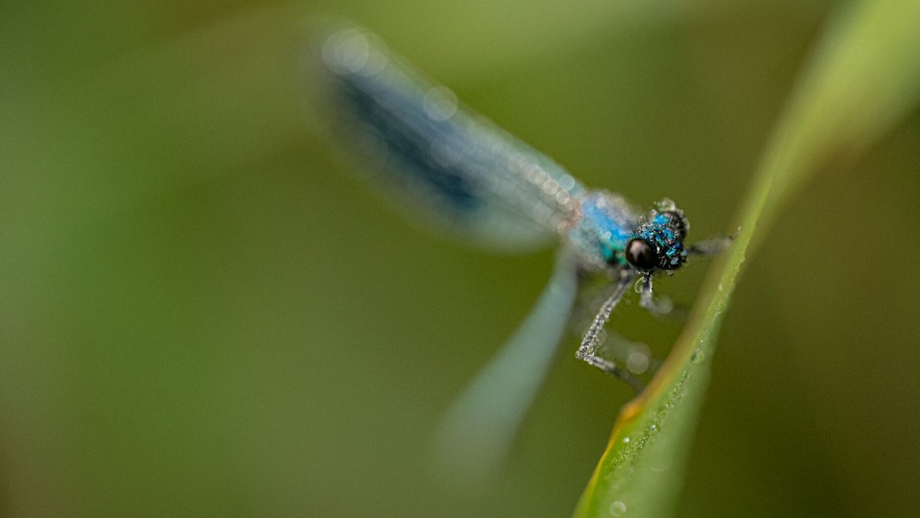 Webinar Macrofotografie