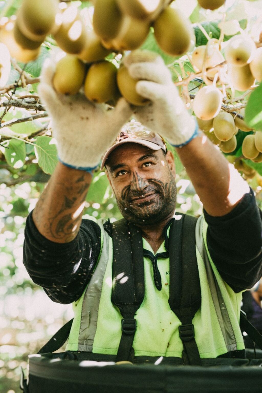 Find SunGold Kiwis Near You