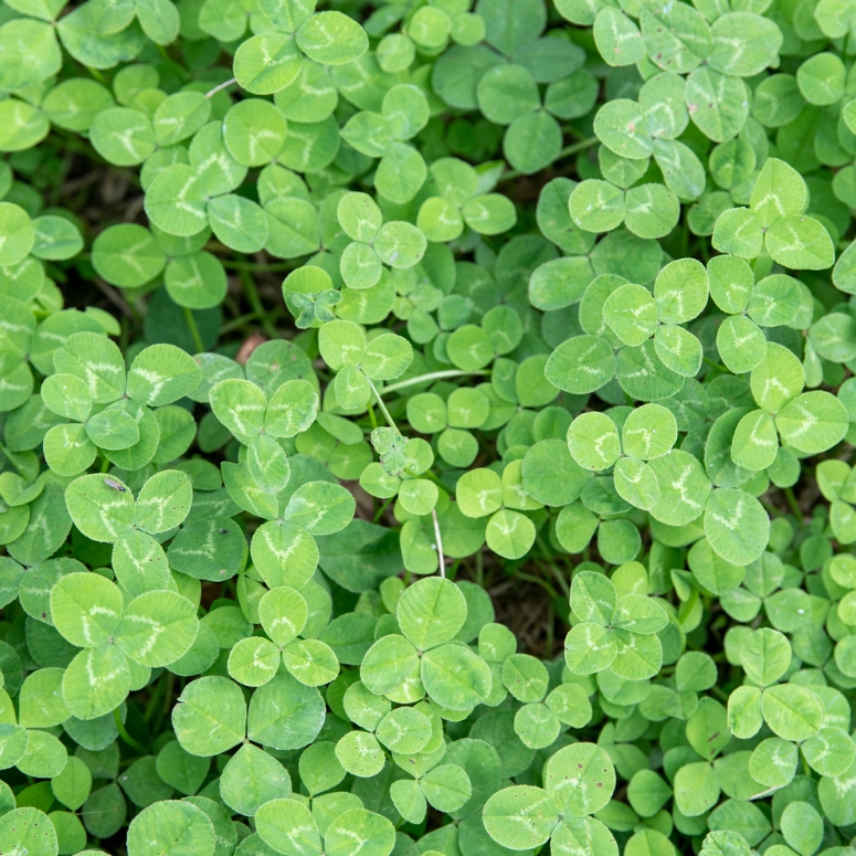 Clover Lawns are the 2023 Trend That Will Stand the Test of Time