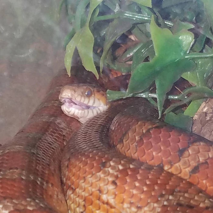 🐍RENTAL SNAKES BANDCAMP🐍