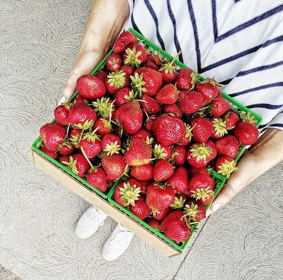 Ontario's Best Strawberry-Picking Spots